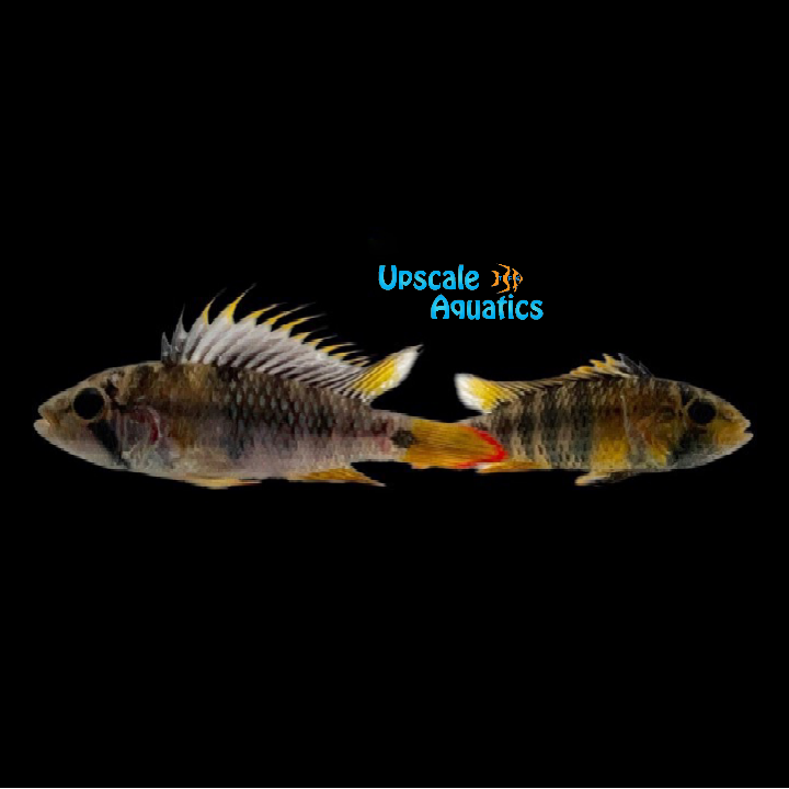 Apisto. 'Inka' (Apistogramma baenschi)