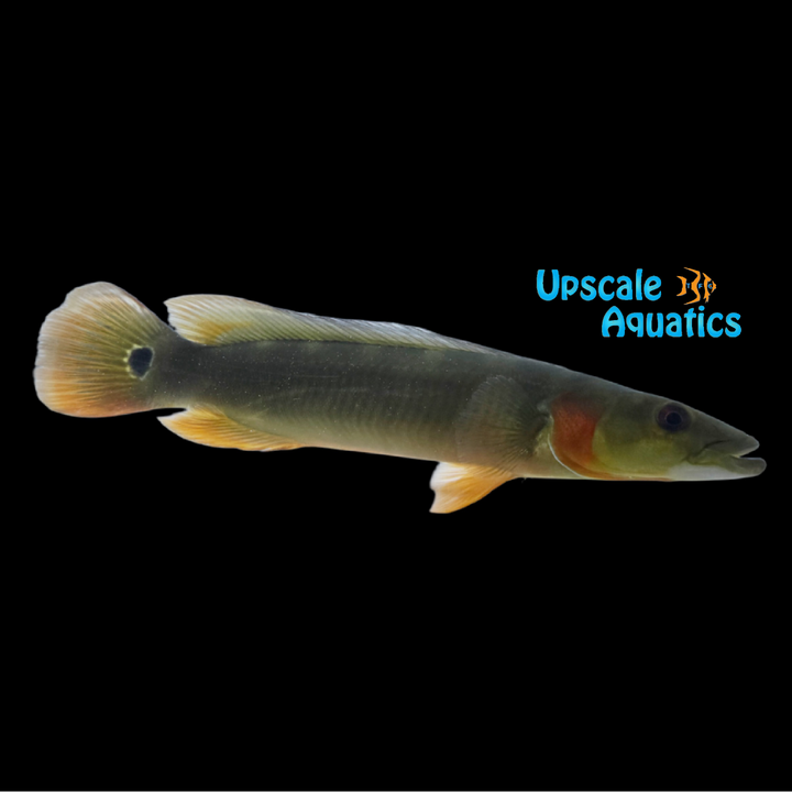 Cobra Pike Cichlid (Crenicichla sp. Tapajos II)