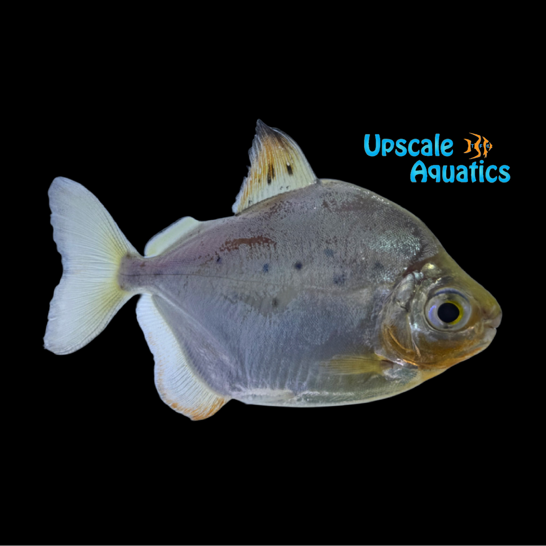 Roosevelti Silver Dollar (Metynnis lippincottianus)