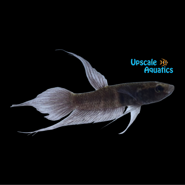 Blue Firefly Betta (Betta dimidiata)