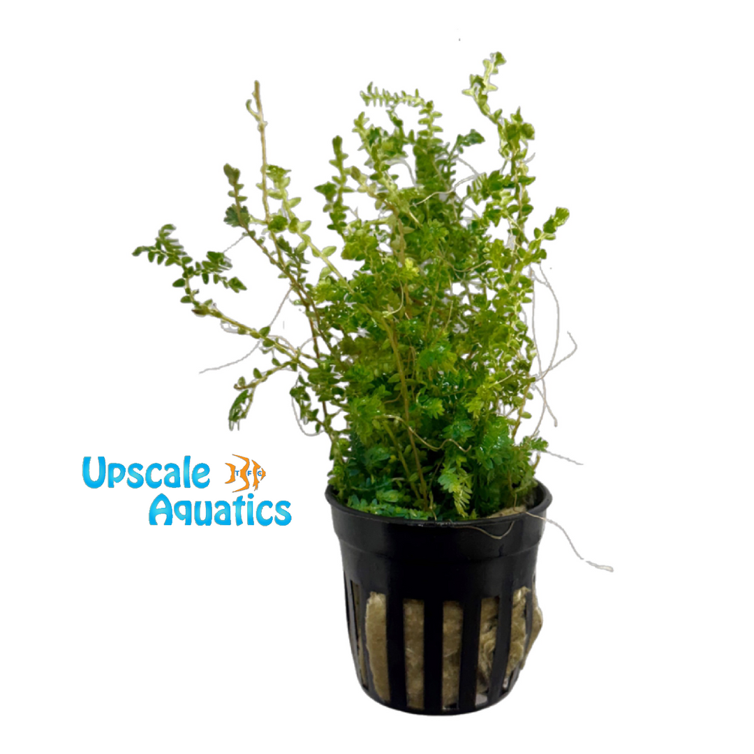 Siamensis Spike Moss (Selaginella siamensis Hieron)