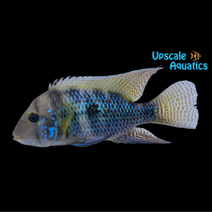 Geophagus Brasiliensis