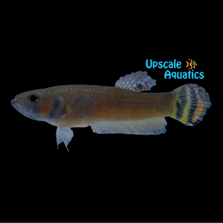 Brunei Beauty Betta (Betta macrostoma)