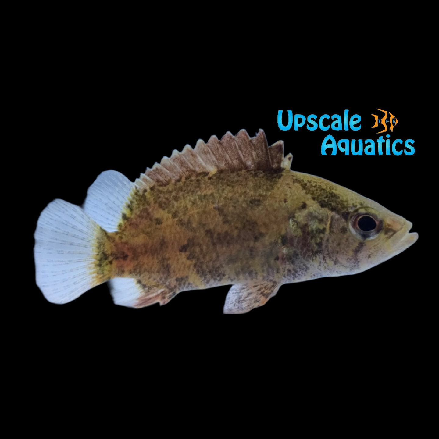 Nandus Leaf Fish (Nandus nandus) – Upscale Aquatics