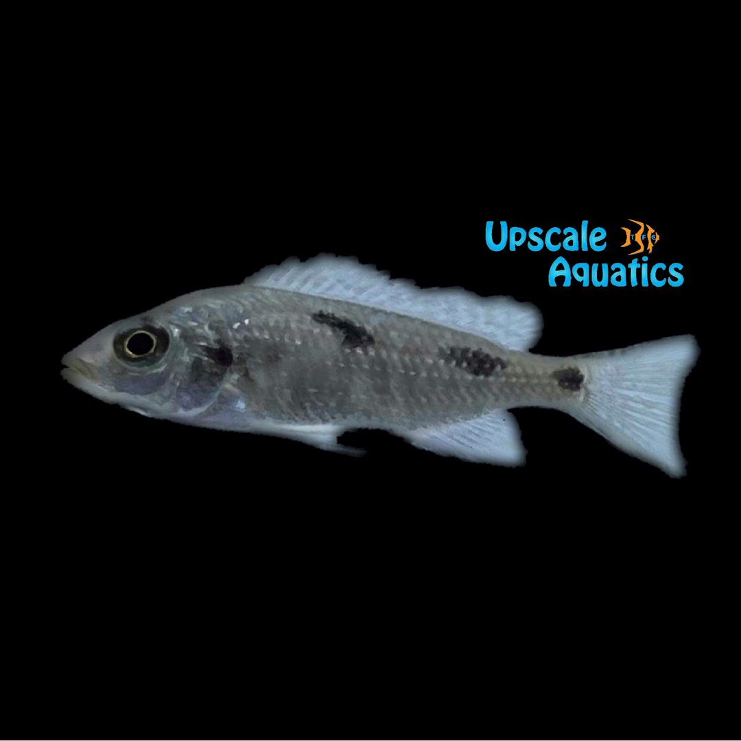 Nove Blue Longnose Hap (Otopharynx sp, nova blue) - Pair