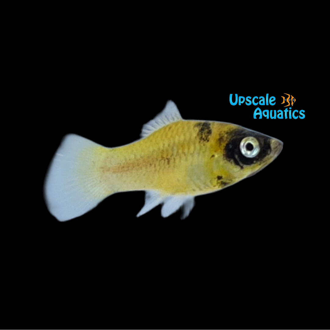 Bumblebee Platy (Xiphophorus maculatus)
