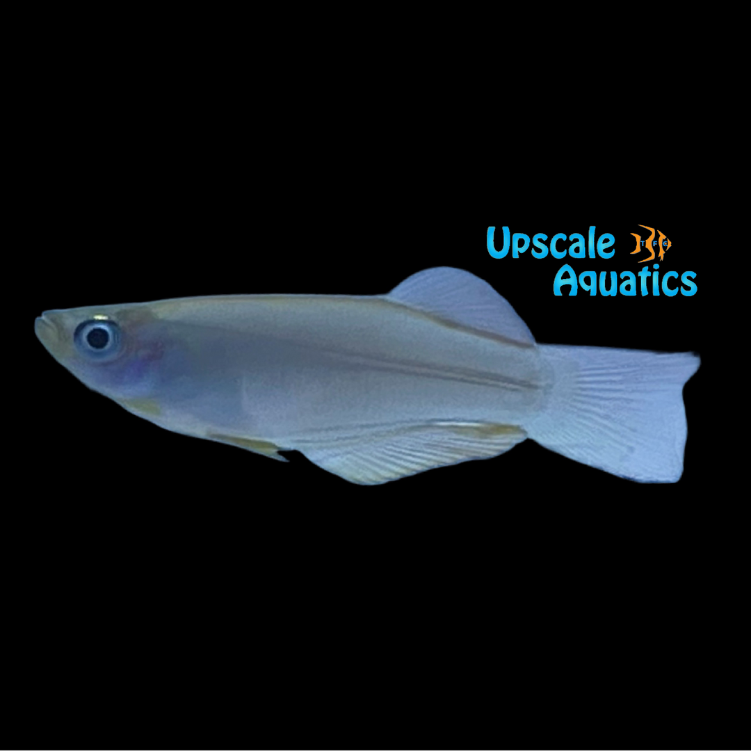 Yabassi Red Lampeye Killifish (Procatopus abbreviata)