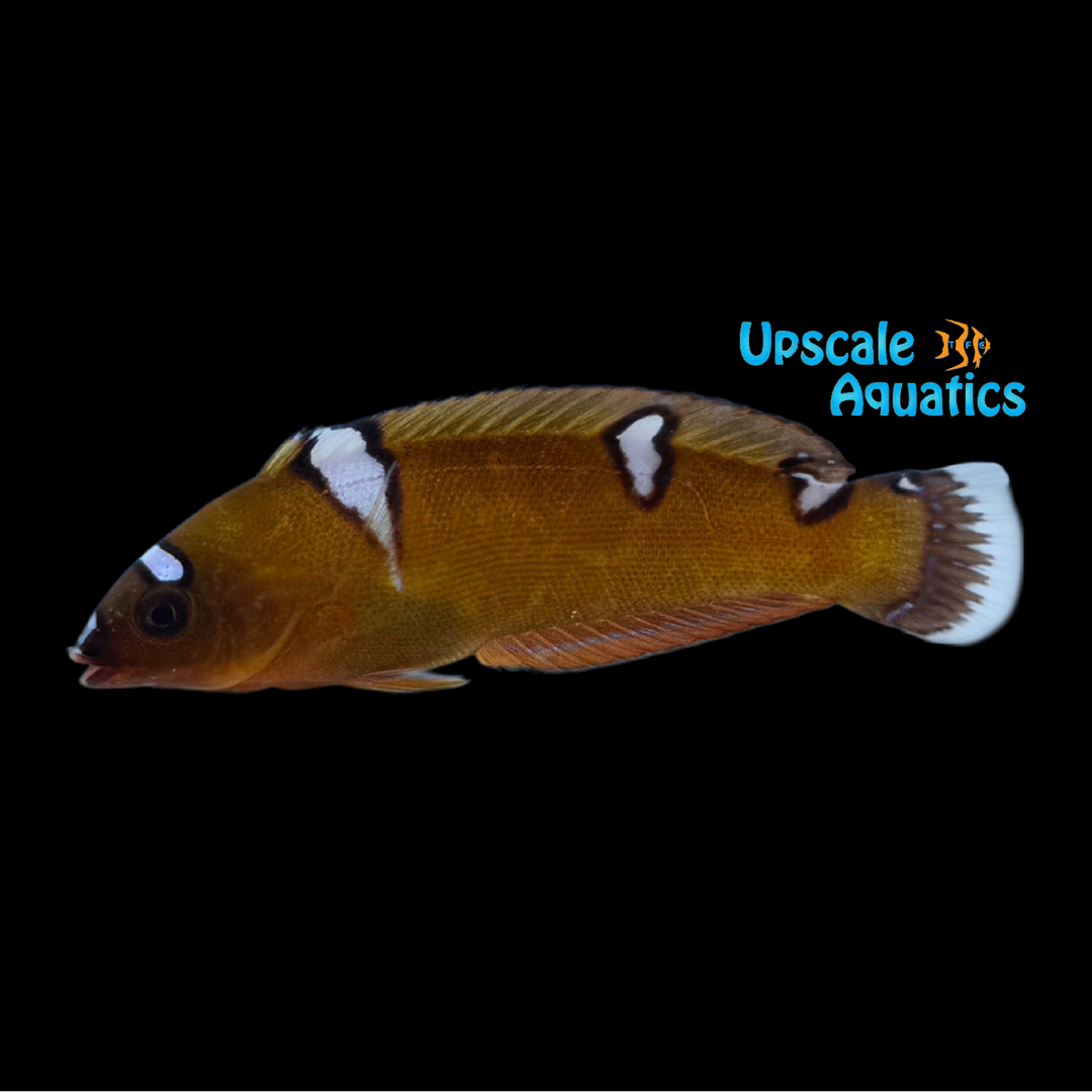 African Coris Wrasse (Coris cuvieri)