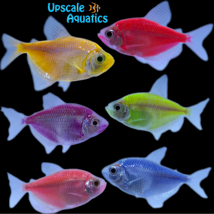 GloFish Skirt Tetra (Gymnocorymbus ternetzi)