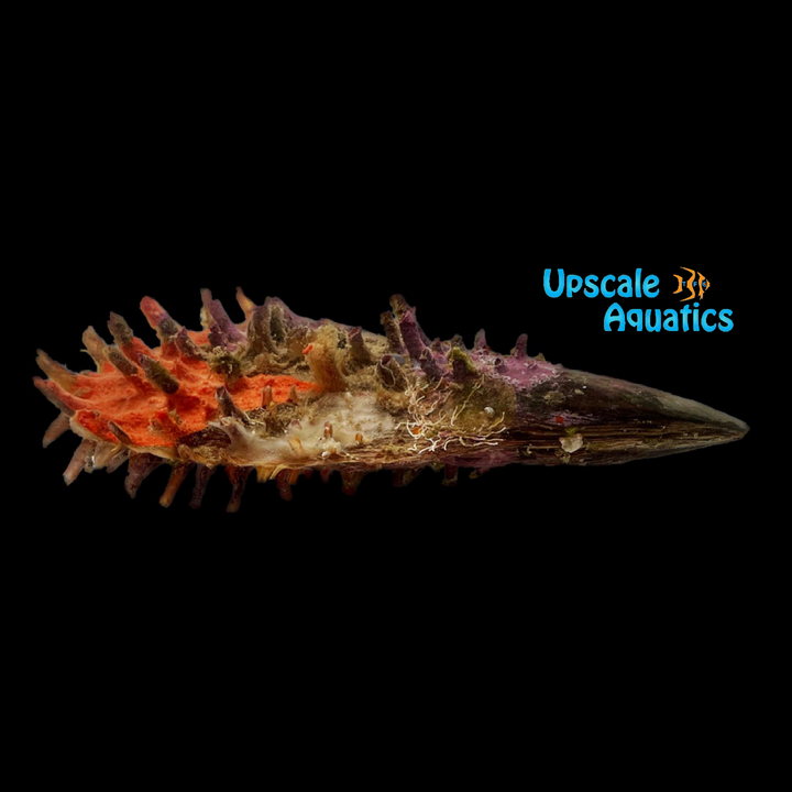 Penshell Oyster (Pinna carnea)