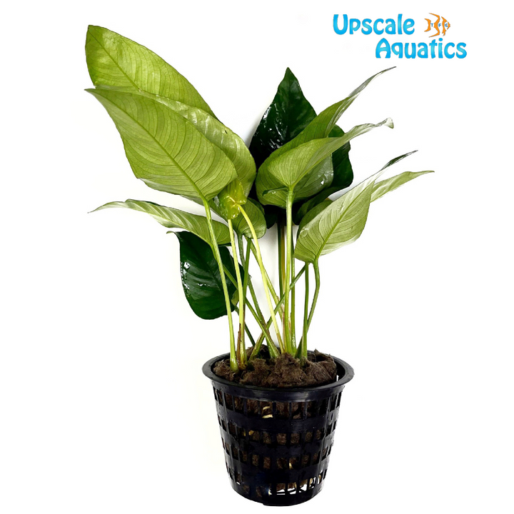 Striped Anubias (Anubias barteri striped)