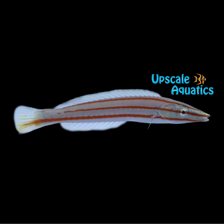 Pastel Ring Wrasse (Hologymnosus doliatus)