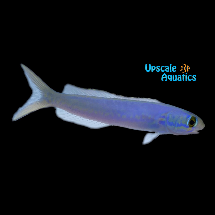 Flashing Tilefish (Hoplolatilus chlupatyi)