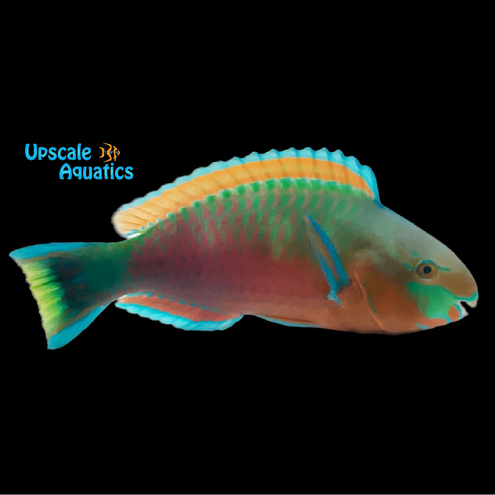 Quoy's Parrotfish (Scarus quoyi)