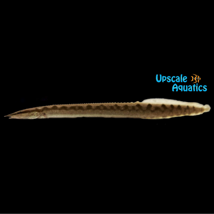 Malabaricus Spiny Eel (Mastacembelus malabaricus)