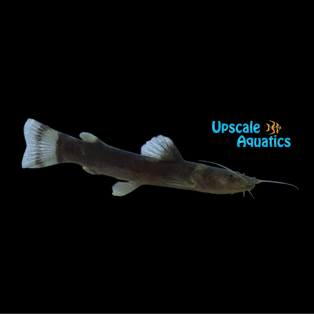 Rio Ucayali Bee Catfish (Microglanis sp. Rio Ucayali)