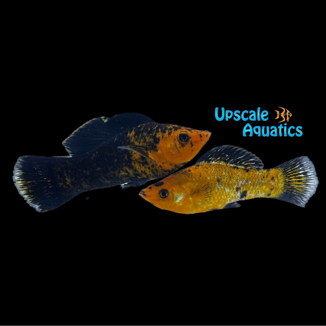 Red Sunset Sailfin Molly (Poecilia latipinna)