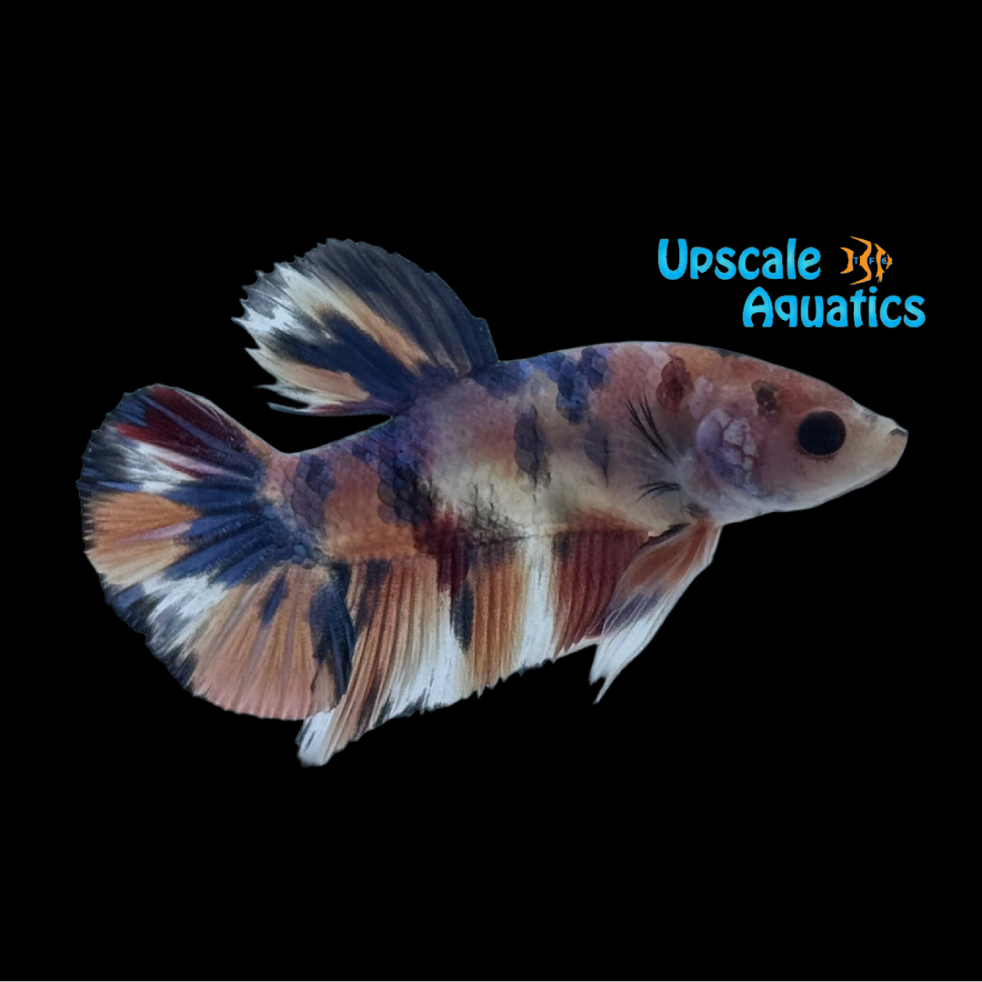 Pink Valentine Plakat Betta - Male (Betta splendens)