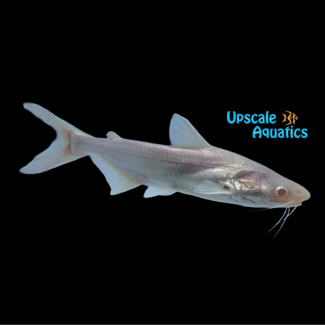 Albino Shark Catfish (Pangasius conchophilus)