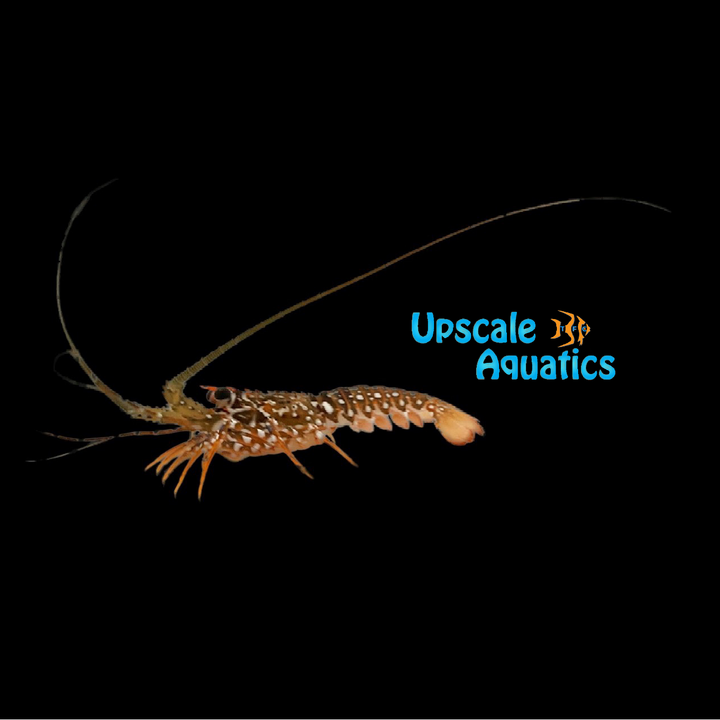 Spanish Lobster (Panulirus guttatus)