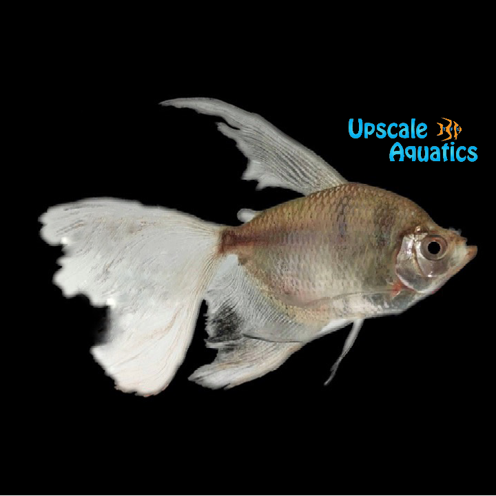 Longfin Black Skirt Tetra (Gymnocorymbus ternetzi)