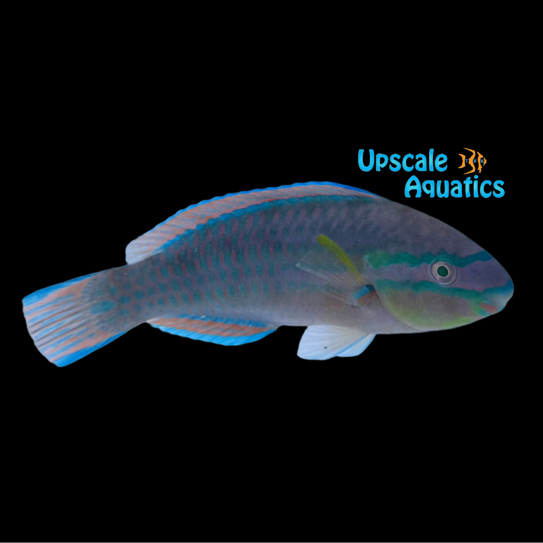 Painted Parrotfish (Scarus iseri)