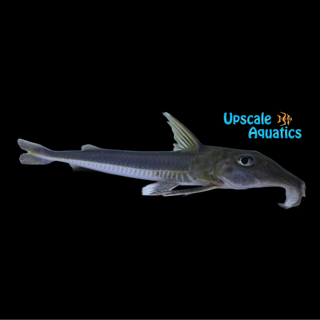 Thorny Sturgeon Catfish (Leptodoras nelsoni)