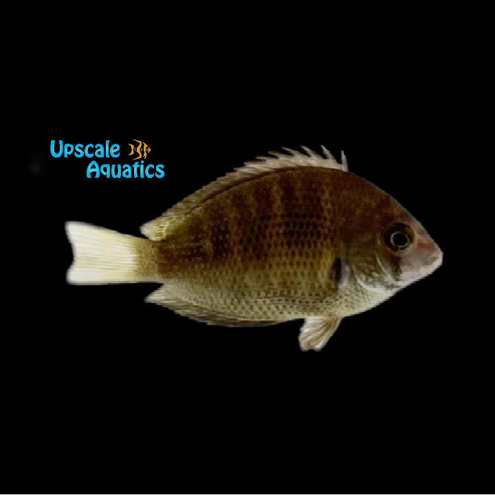 Canara Pearlspot Chromide Cichlid (Etroplus canarensis)