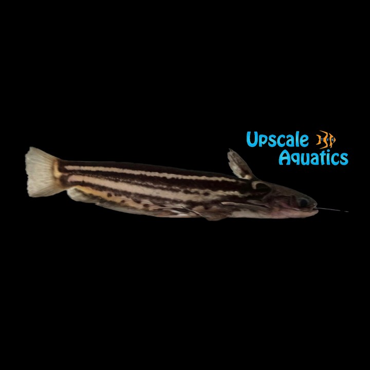 Striped Woodcat (Trachelyopterichthys taeniatus)