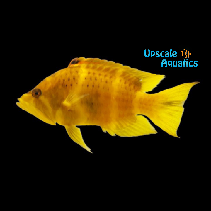 Yellow Slingjaw Wrasse (Epibulus insidiator)