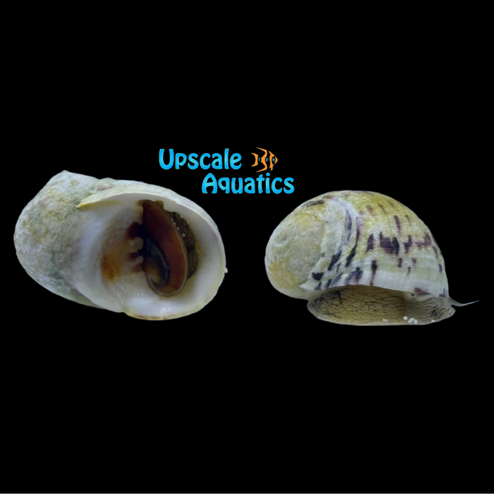 Bleeding Tooth Saltwater Nerite Snail (Nerita peloronta)