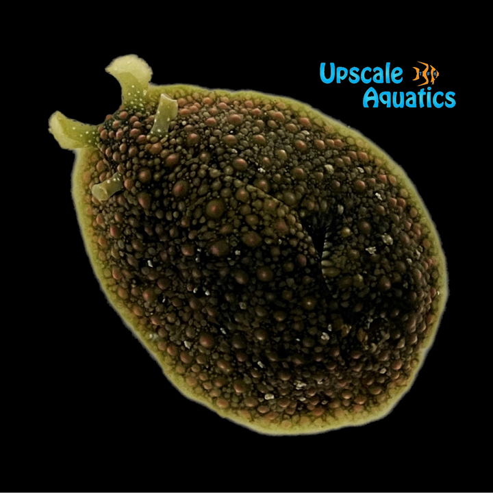 Pimpled Sea Hare (Dolabrifera nicaraguana)