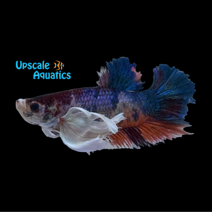 Dumbo Koi Plakat Betta - Male (Betta splendens var. dumbo) (Copy)