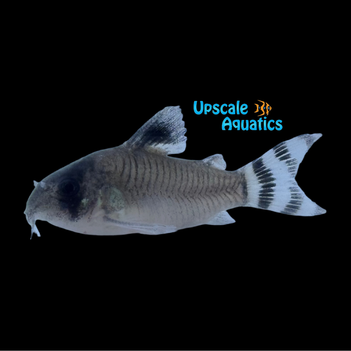 Flagtail Panda Cory (Corydoras oiapoquensis)