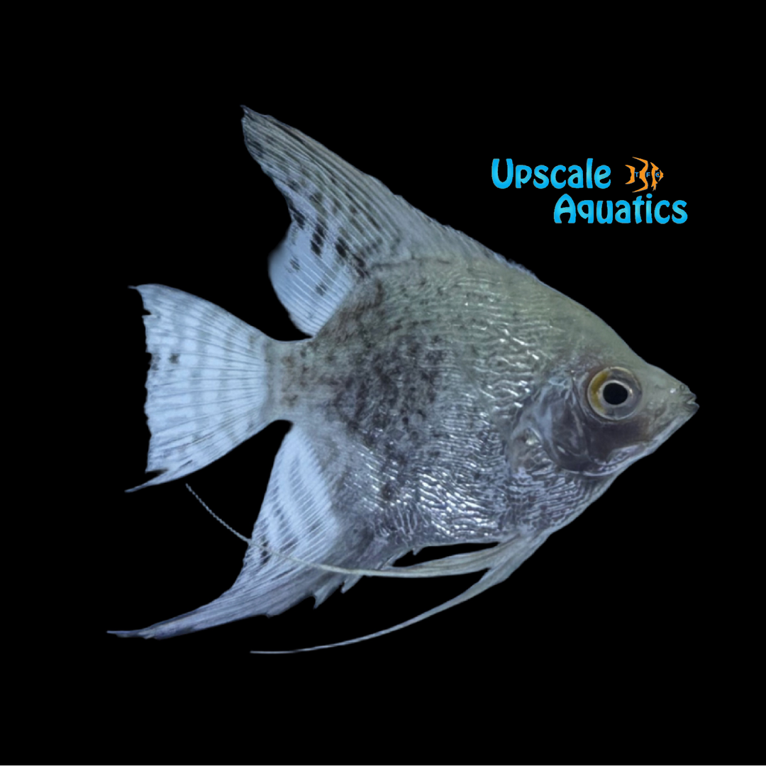 Leopard Angelfish (Pterophyllum scalare)