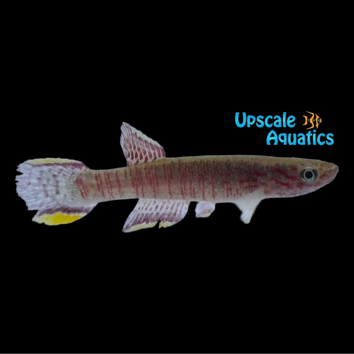 Ahli Killifish (Aphyosemion ahli)