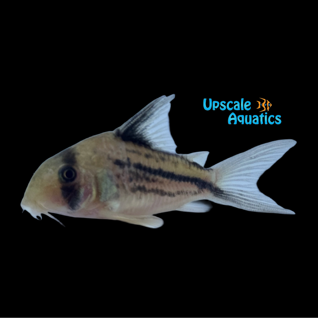 Deckeri Cory (Hoplisoma sp. C003)