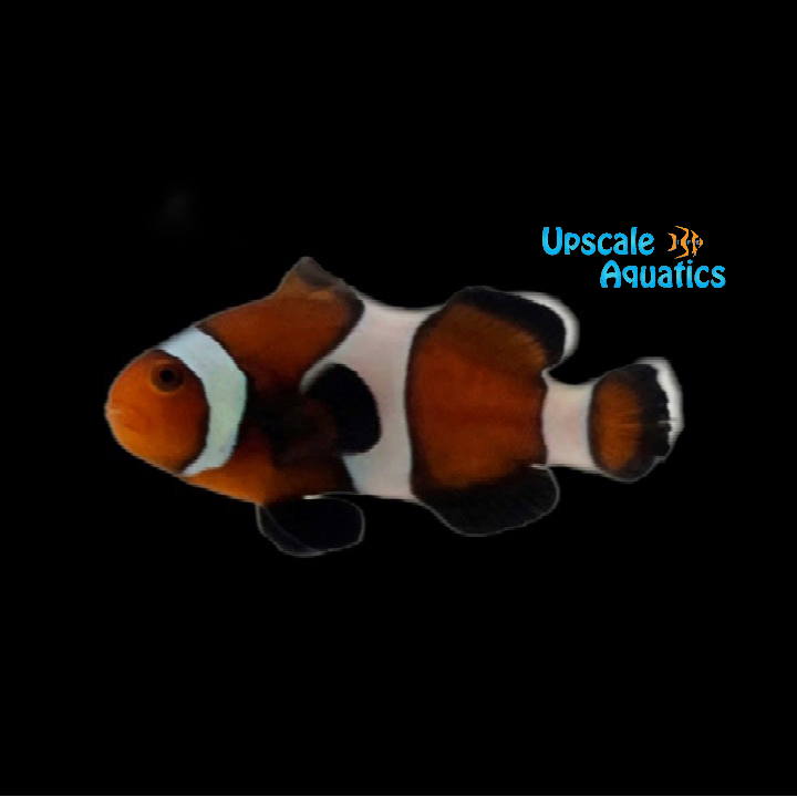 Chocolate Ocellaris Clownfish (Amphiprion ocellaris)