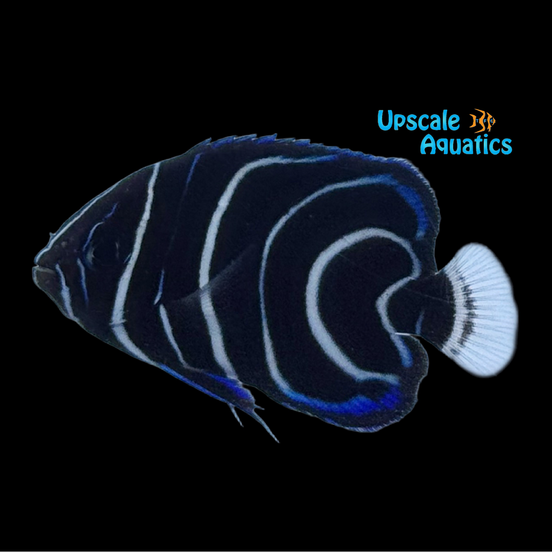 Koran Angelfish - Juvenile 'Captive Bred' (Pomacanthus semicirculatus)
