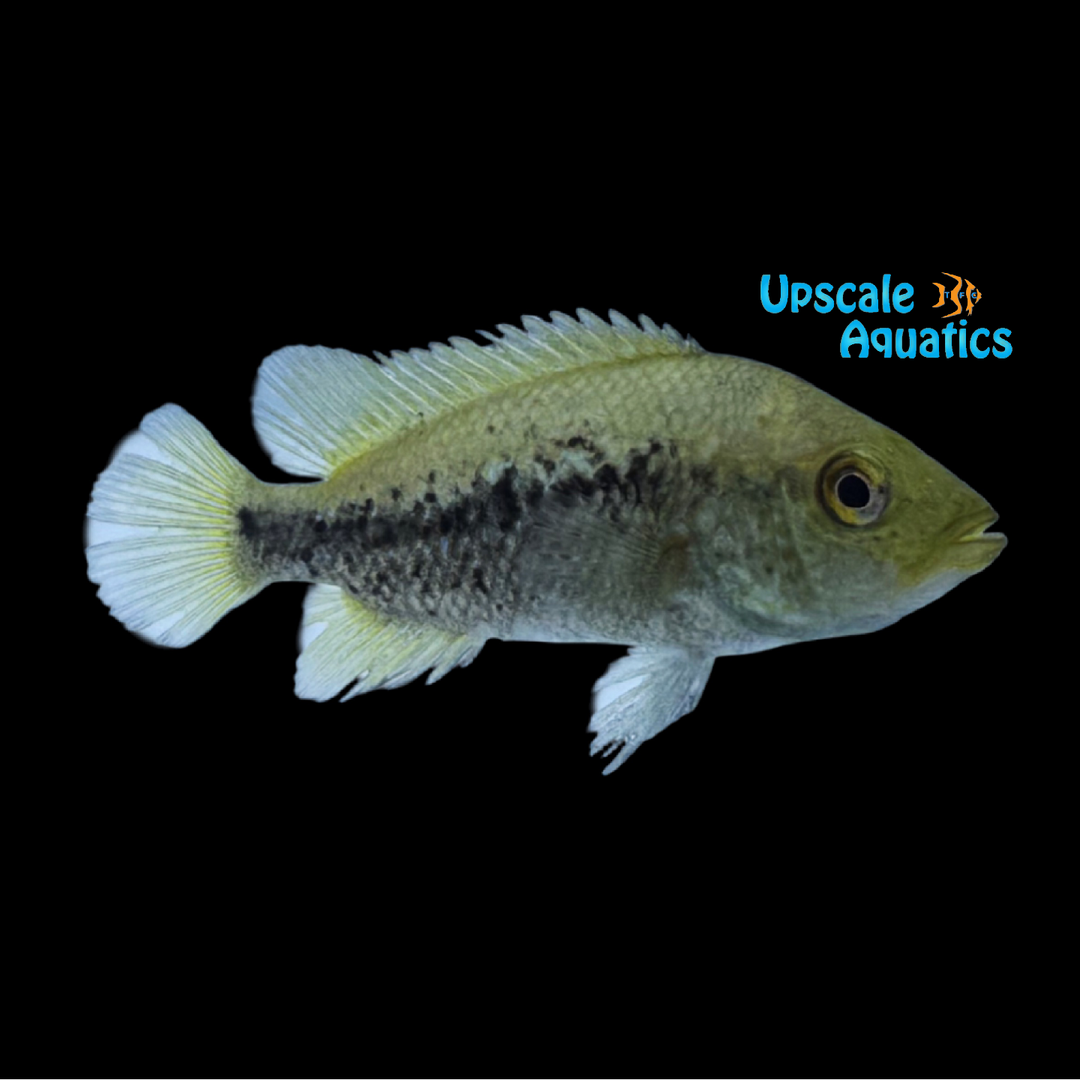 Barton's Cichlid (Herichthys bartoni)