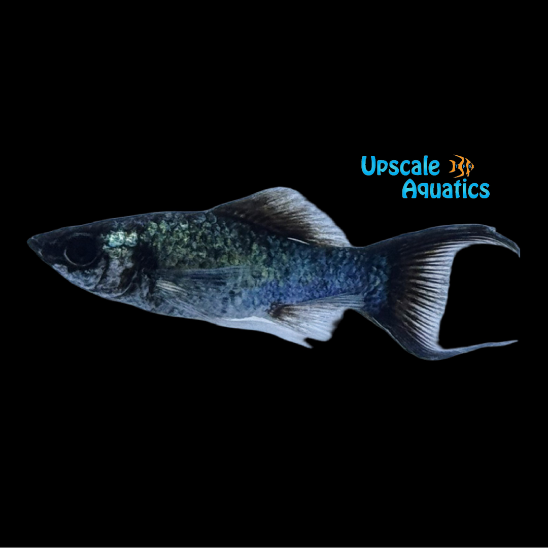 Electric Blue Lyretail Molly (Poecilia latipinna)