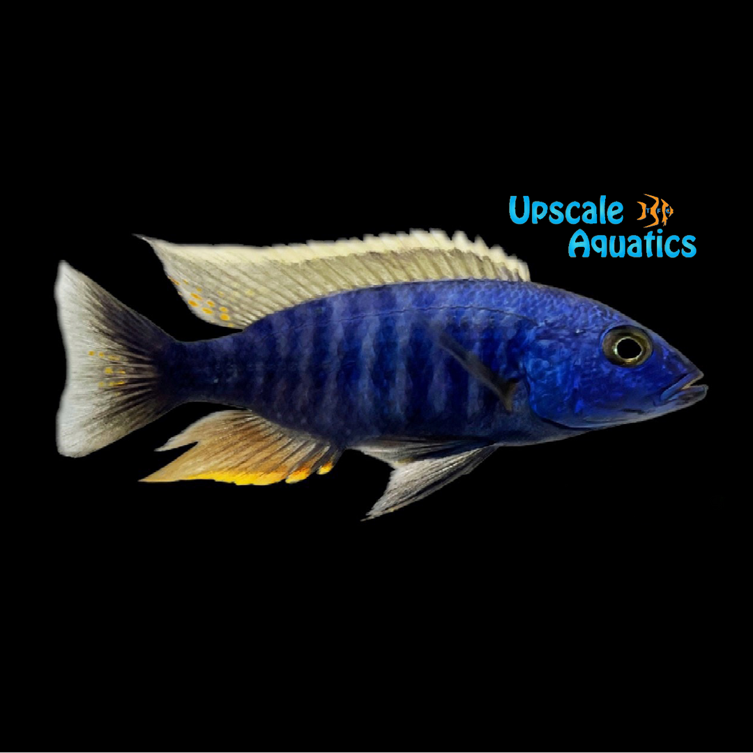 Electric Blue Hap (Sciaenochromis fryeri) - Pair