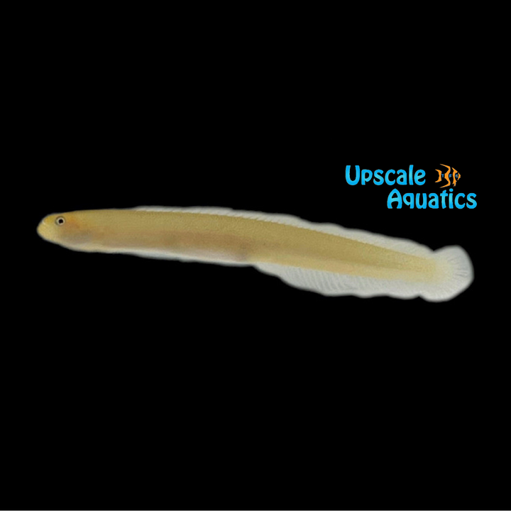 Pugjaw Wormfish (Cerdale floridana)