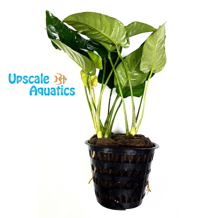 Striped Anubias (Anubias barteri striped)