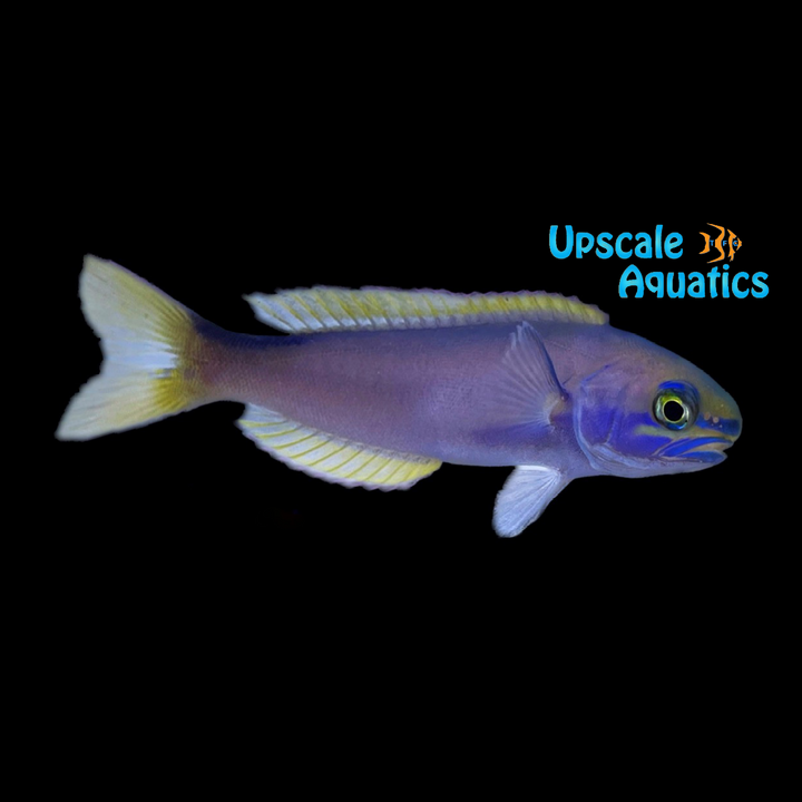 Randall's Tilefish (Hoplolatilus randalli)