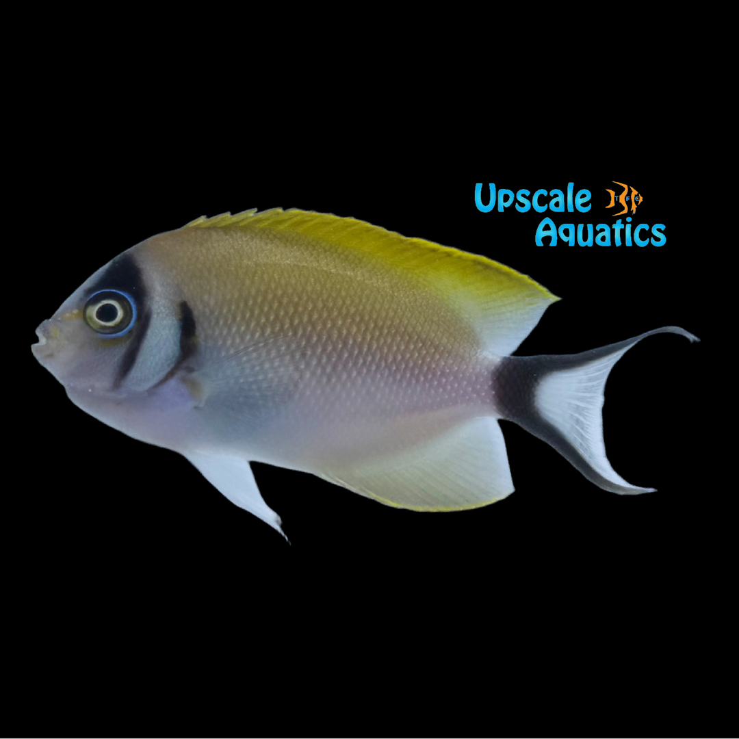 Masked Swallowtail Angelfish - Female