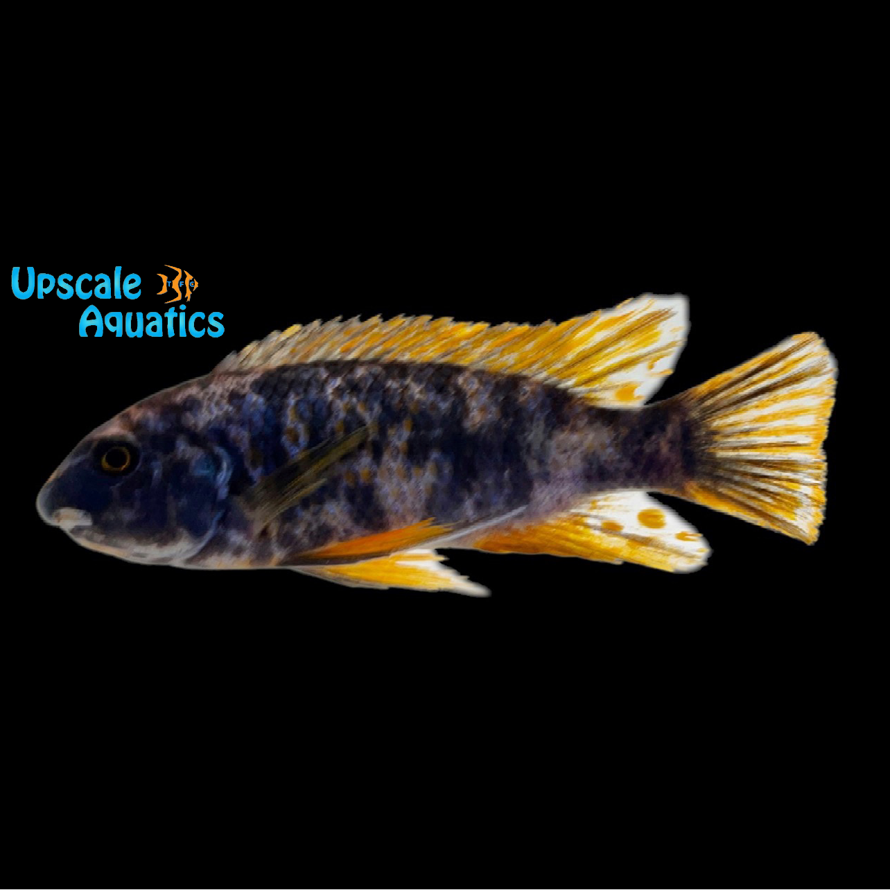 Marmalade Cat Cichlid (Labeotropheus fuelleborni marmalade) – Upscale ...