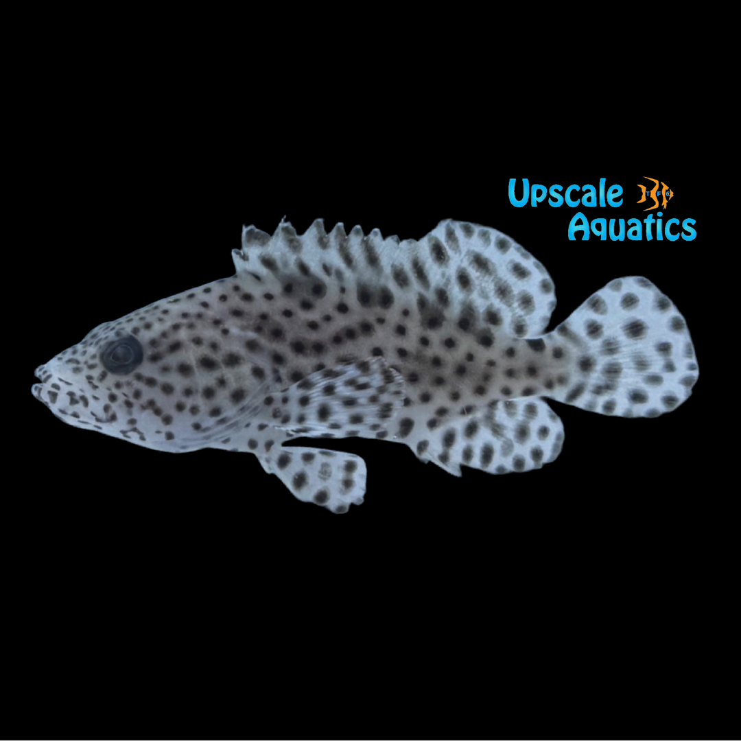 Hybrid Panther Grouper - Tank Raised (Cromileptes altivelis x Epinephelus fuscoguttatus)