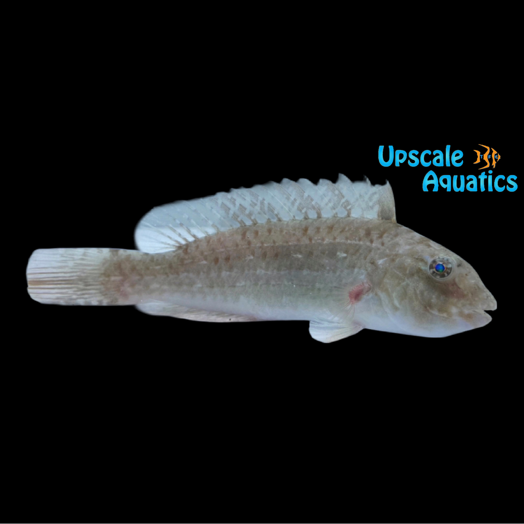 Bucktooth Parrotfish (Sparisoma radians)