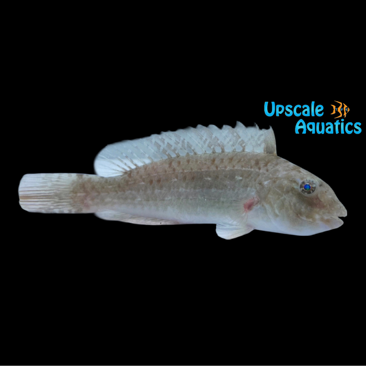 Bucktooth Parrotfish (Sparisoma radians)